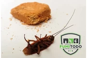 CONTROL DE PLAGAS DE CUCARACHA en Guayaquil