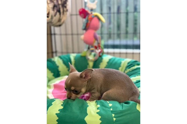 $310 : Two amazing chihuahua ready image 2
