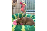 $310 : Two amazing chihuahua ready thumbnail