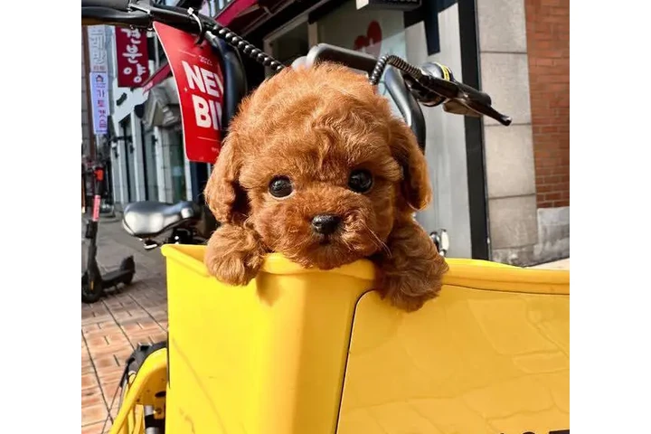 $240 : Poodle puppies available image 2