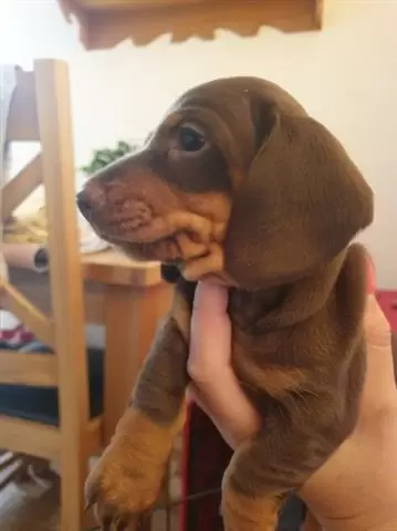 $550 : Amazing Dachshund Puppies image 3