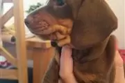 $550 : Amazing Dachshund Puppies thumbnail