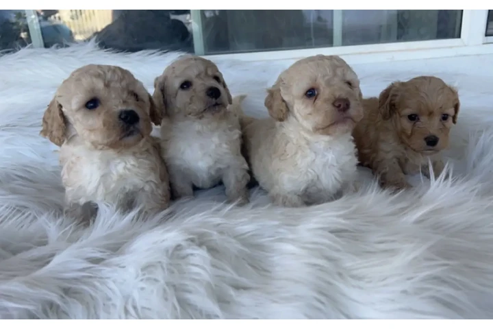 $350 : Maltipoos image 2