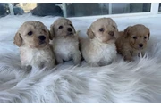 $350 : Maltipoos thumbnail