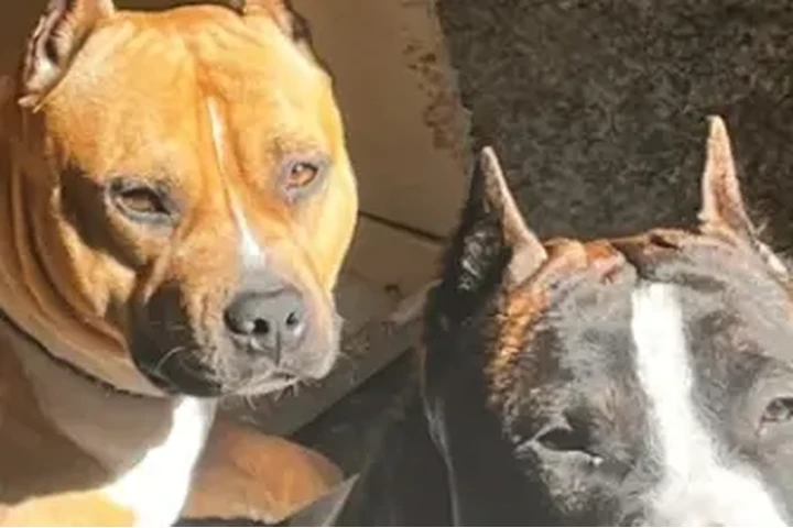 $150 : American staffordshire terrier image 7