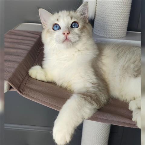 $800 : Roxie is a Ragdoll kitten image 3