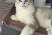 $800 : Roxie is a Ragdoll kitten thumbnail