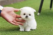 $250 : Buy Pomeranian puppies thumbnail