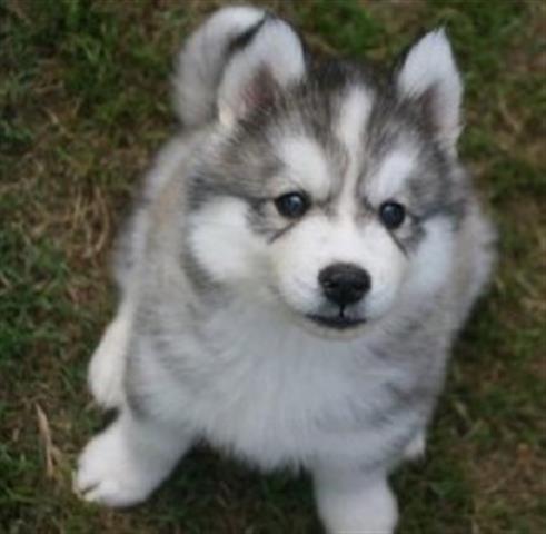 $400 : husky puppies for sale image 1