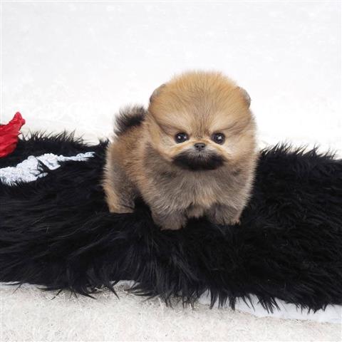 $350 : Pomerania en venta image 2