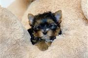 $450 : Tiny Yorkshire Terrier 4 gener thumbnail