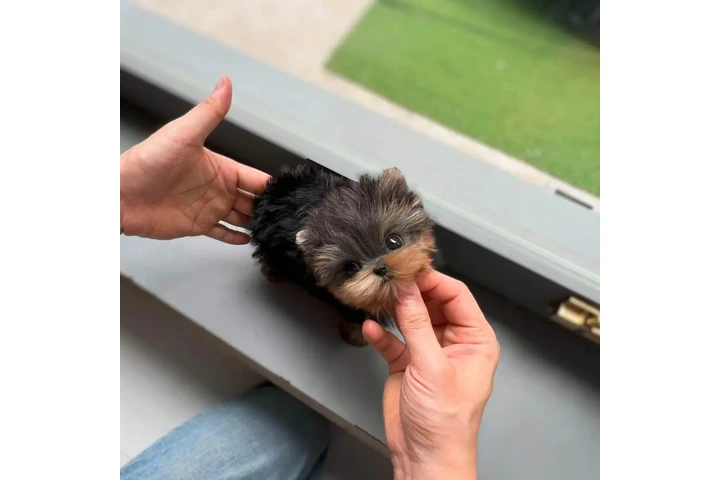 $350 : Yorkie image 3