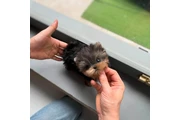 $350 : Yorkie thumbnail