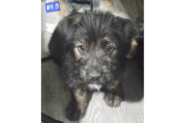 Perritos de 2 meses⁹ image 4