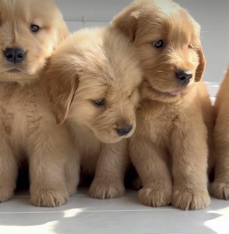 $500 : Cachorros Golden Retriever image 1