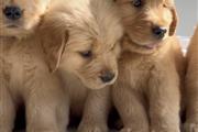 Cachorros Golden Retriever en Albuquerque