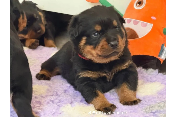 $350 : Cachorros Rottweiler en venta image 2
