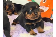 $350 : Cachorros Rottweiler en venta thumbnail