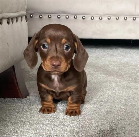 $400 : Cachorros de teckel dachshund image 4