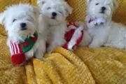 maltese puppies en Columbia