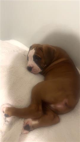 $500 : Lindo cachorro boxer image 1