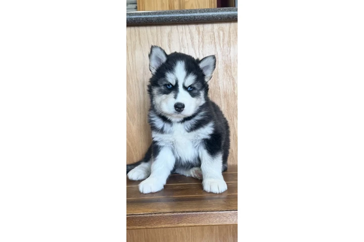 $400 : Siberian Husky Puppies image 3