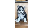 $400 : Siberian Husky Puppies thumbnail