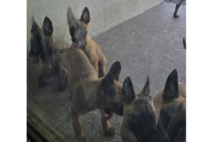 CACHORROS BELGA MALLINOIS image 5