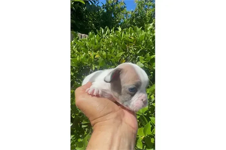 $350 : ¡Cachorros de Bulldog Francés image 4