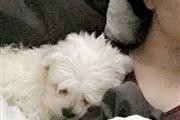 $350 : Trained Teacup Maltese thumbnail