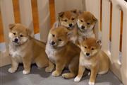 japaness shiba inu puppies en New Orleans