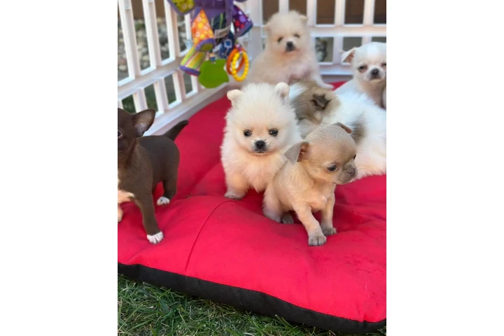 $350 : chihuahua en venta image 3