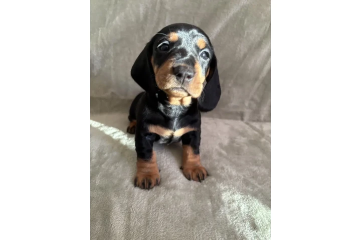 $300 : Cachorros de teckel estándar image 2