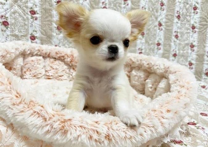 $400 : Chihuahua puppy image 1