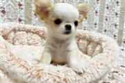 $400 : Chihuahua puppy thumbnail