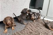 Cachorros de teckel dachshund