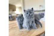 British Shorthair en venta en Washington DC