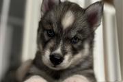 $350 : Husky siberiano a la venta thumbnail