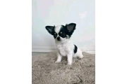 $600 : Chihuahua puppies thumbnail