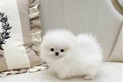 $250 : Pomeranian thumbnail