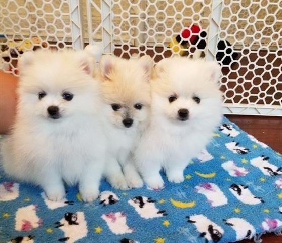 $495 : Pomeranian puppies image 2