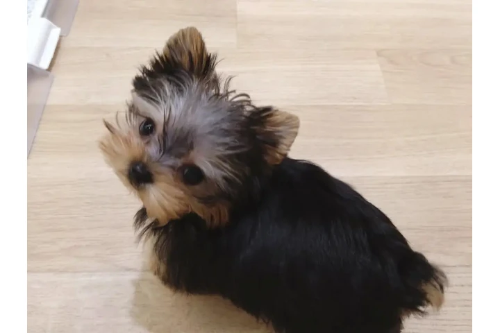 $350 : Cachorro de Yorkshire Terrier image 3