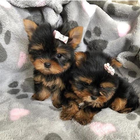 $480 : Three mini Healthy  Puppies image 4