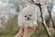 Pomerania en venta