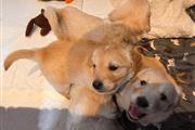 $500 : Golden Retriever Puppy for sal thumbnail