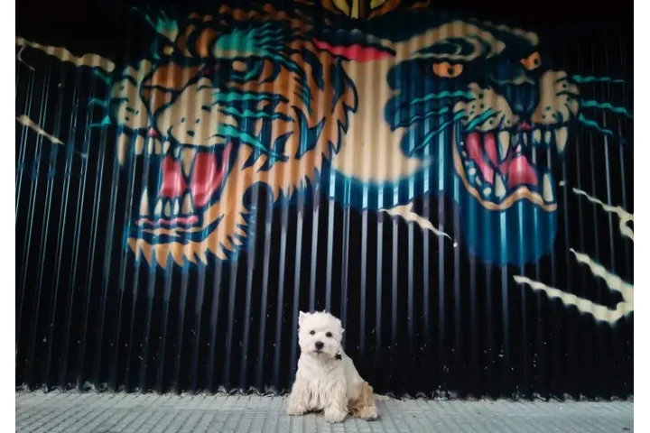 $25000 : Timilines AdiestramientoCanino image 4