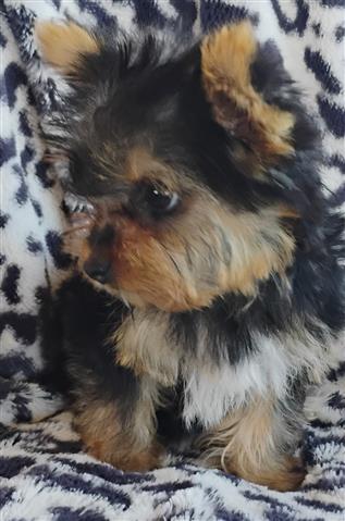 $950 : Tcup Yorkies image 1