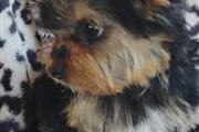 $950 : Tcup Yorkies thumbnail