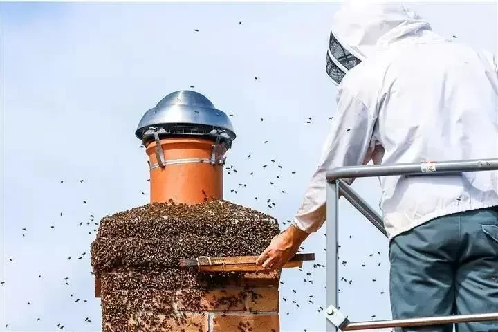 SUPERIOR BEE CONTROL image 6