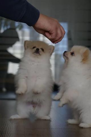 $330 : White Pomeranian puppies image 1